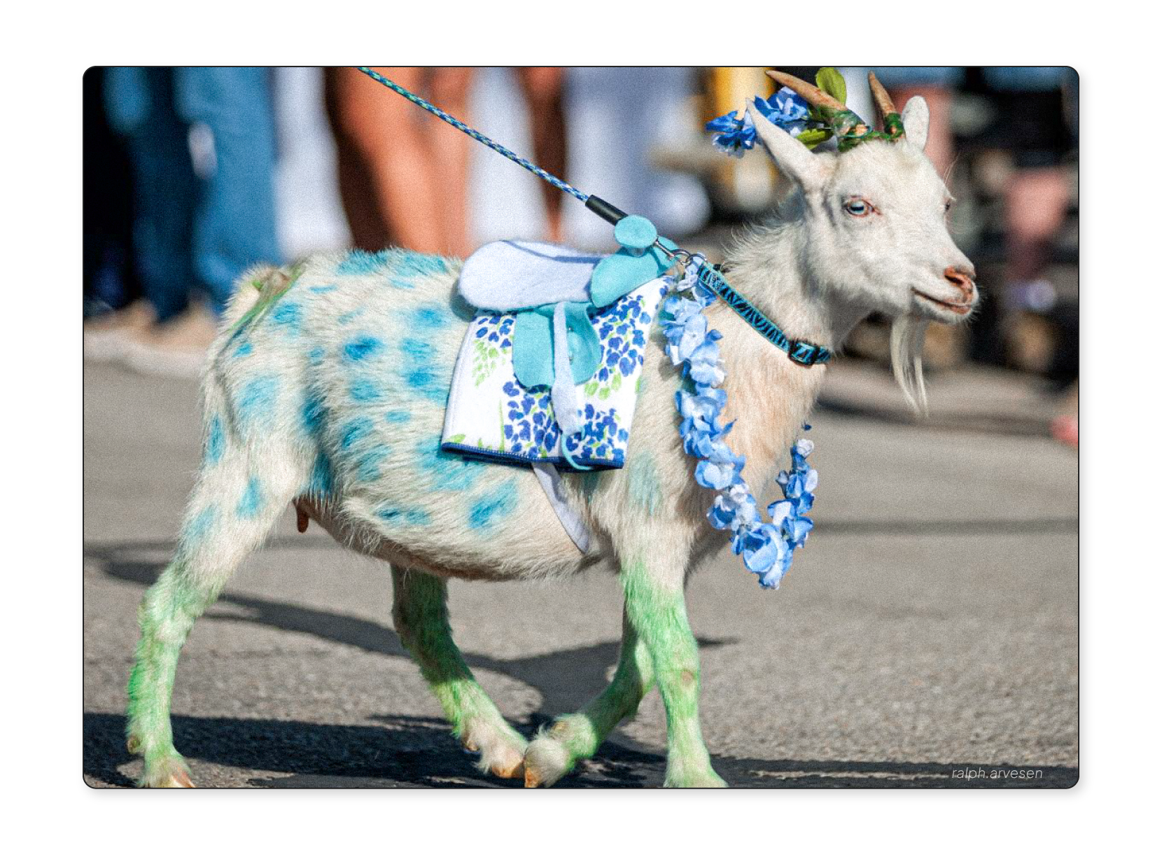 Goat parade at the Burnet Bluebonnet Festival